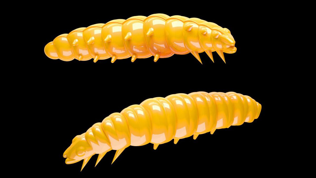 Larva 008 DARK YELLOW-jpg Larva 008 DARK YELLOW.jpg